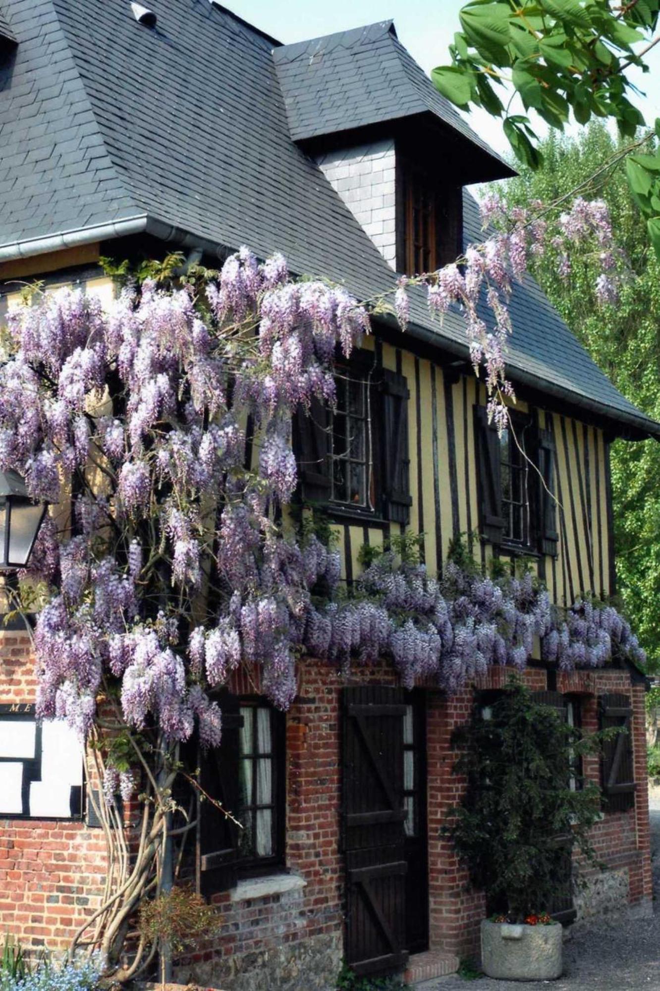 Auberge Du Val Au Cesne Saint-Clair-sur-les-Monts Eksteriør billede